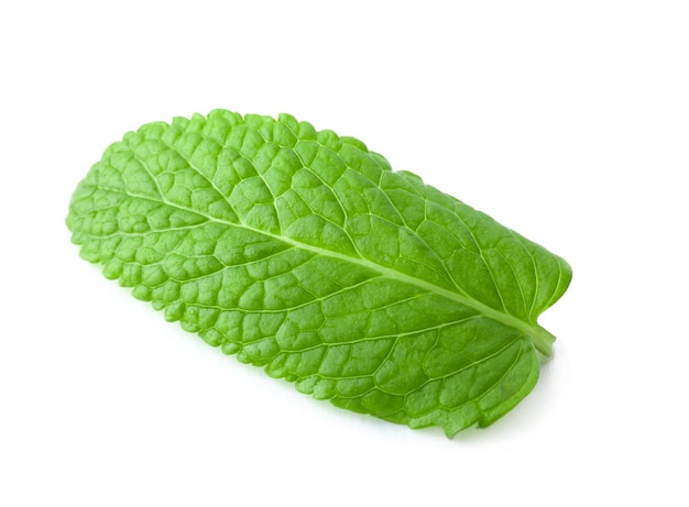 Hoja de bálsamo de limón fresco sobre fondo blanco.