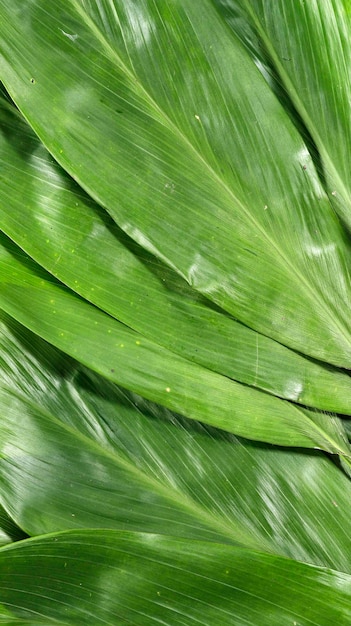 Hoja de bambú Zongzi