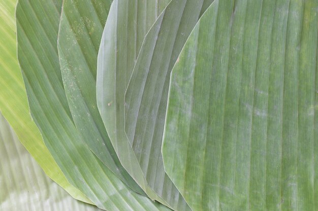 hoja de banana