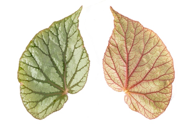 Foto hoja de begonia delante y detrás, aislada en un fondo blanco