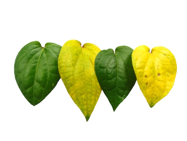 Hoja de betel aislada sobre fondo blanco