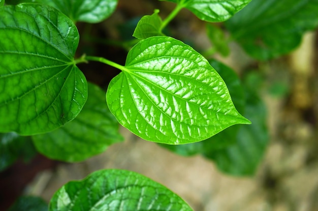 La hoja de betel es una planta medicinal utilizada para cocinar