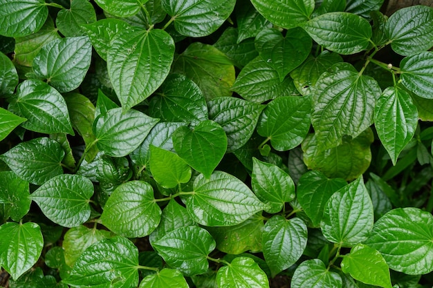 La hoja de betel es una planta medicinal utilizada para cocinar