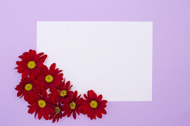 Una hoja blanca sobre un fondo morado y flores de crisantemo rojo