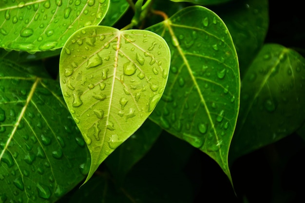 Hoja de bo verde después de llover el día.