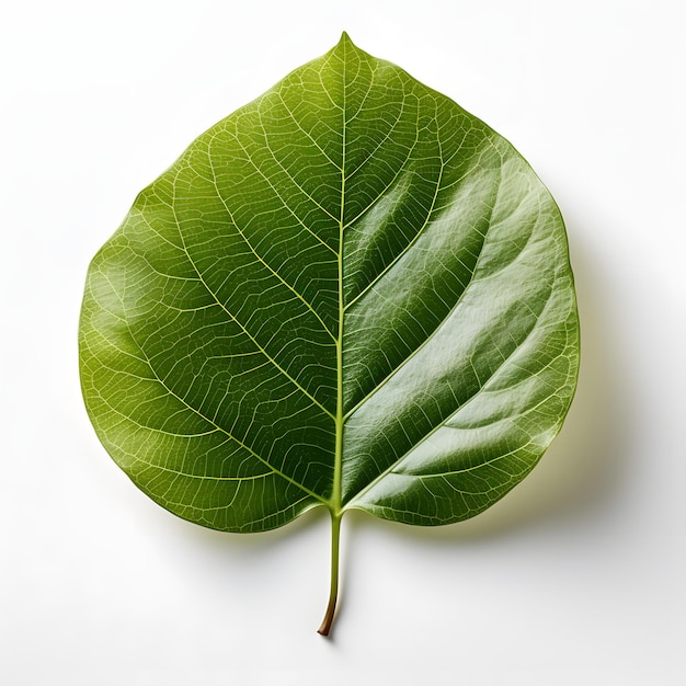 Hoja de Bodhi verde fresca aislada sobre un fondo blanco