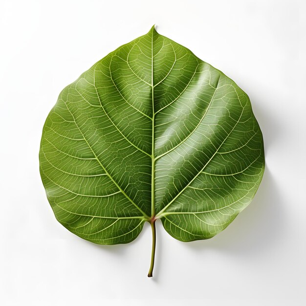 Hoja de Bodhi verde fresca aislada sobre un fondo blanco