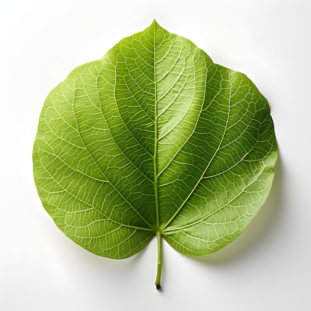 Hoja de Bodhi verde fresca aislada sobre un fondo blanco