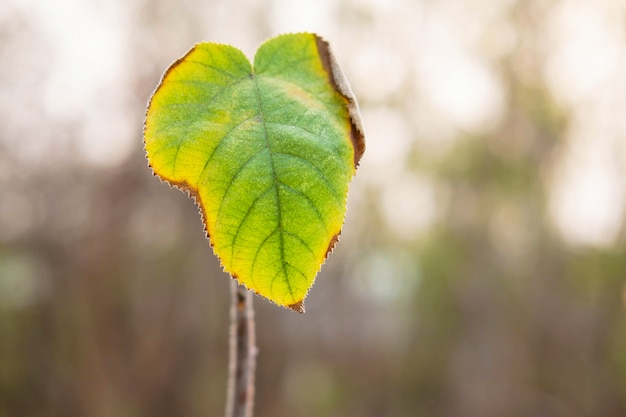 Una hoja en el bosque