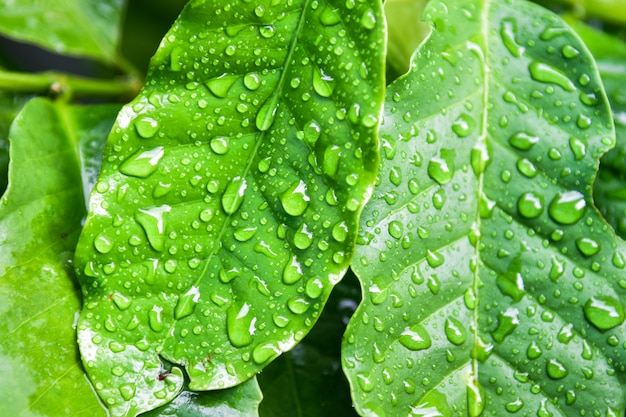 Hoja de café y gota de agua.