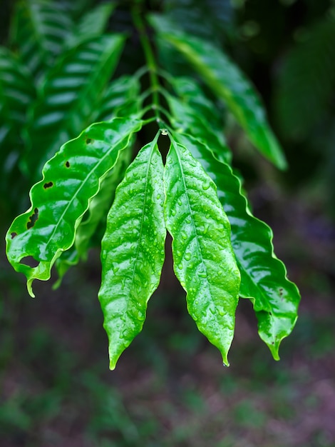 Hoja de café robusta con gota de rocío en el jardín de café