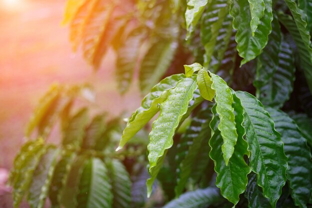 Hoja de café robusta con gota de rocío en el jardín de café