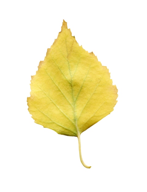 Hoja caída amarilla del árbol de abedul aislado Hoja de otoño del árbol de abedul