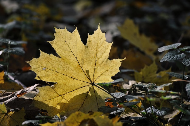 Hoja caída de otoño de arce amarillo en el bosque de otoño