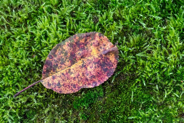 Hoja caída en el suelo hierba verde al aire libre Musgo en el bosque Composición de otoño temporada de otoño Noviembre Octubre follaje marchito Fondo de pantalla de naturaleza Vista superior Diseño plano