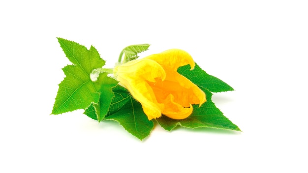 Hoja de calabacín y flor aislado en blanco