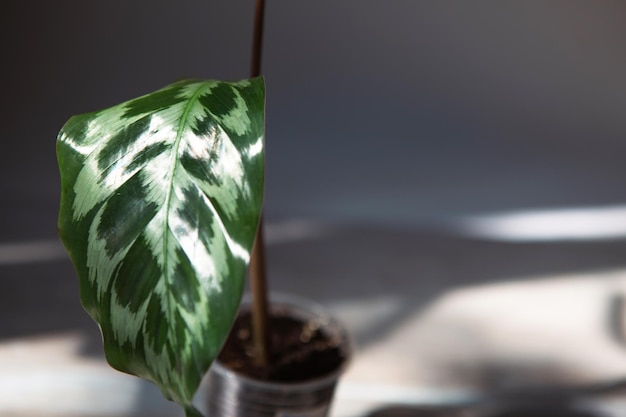 Hoja Calathea Helen Kennedy patrón verde primer plano en el alféizar de la ventana a la luz del sol brillante con sombras Plantas de interior en maceta decoración del hogar verde cuidado y cultivo variedad marantaceae Copiar espacio