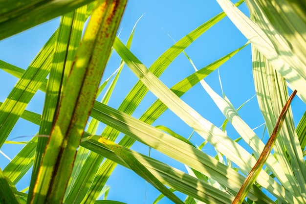 La hoja de caña de azúcar y el fondo del cielo azul en los campos de caña de azúcar en la temporada de lluvias tienen vegetación y frescura Muestra la fertilidad del suelo