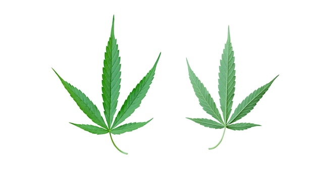hoja de cannabis aislada sobre un fondo blanco