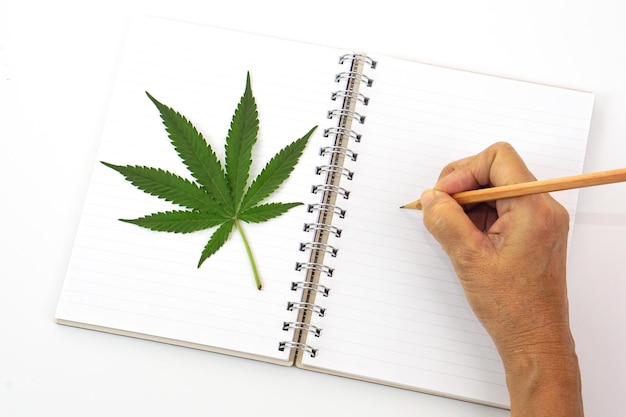 Hoja de cannabis fresca o hoja de marihuana colocada en un libro y la mano está escribiendo un cuaderno con lápiz.