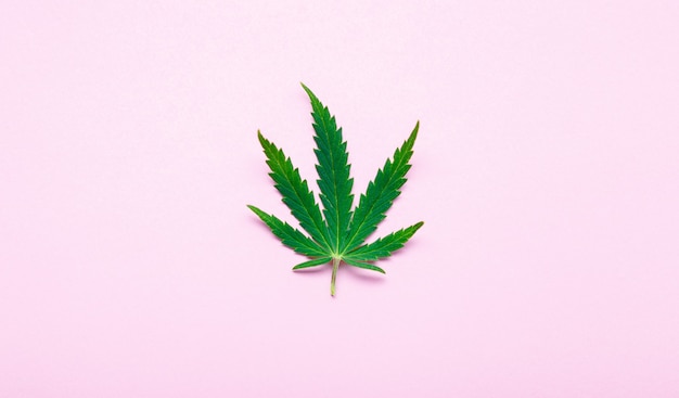 Foto hoja de cannabis marihuana marihuana hojas de cáñamo verde sobre fondo de color rosa planta de marihuana medicinal cannabis sativa weed legalizar fumar concepto de drogas