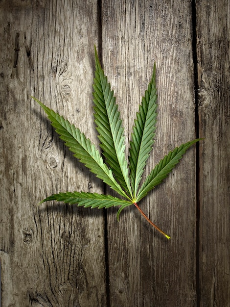 Hoja de cannabis en la mesa de madera antigua