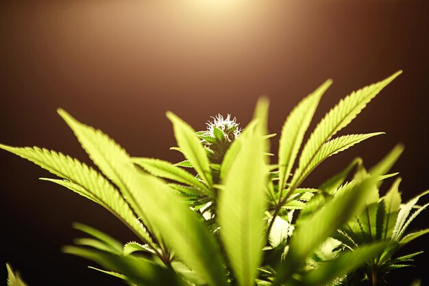 Foto hoja de cannabis verde de cerca sobre fondo negro con rayo de sol y brillo cultivo de marihuana médica copiar espacio