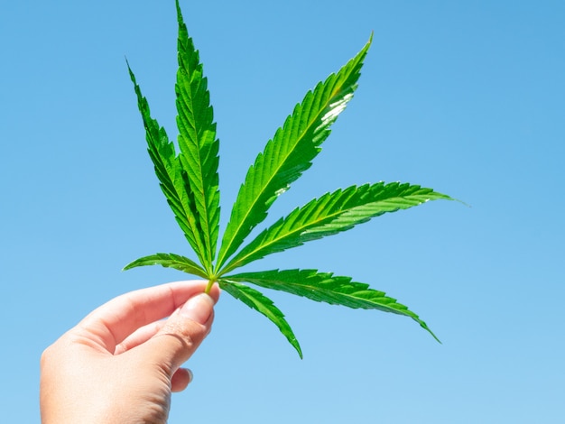 Hoja de cannabis verde en la mano contra el cielo azul claro.