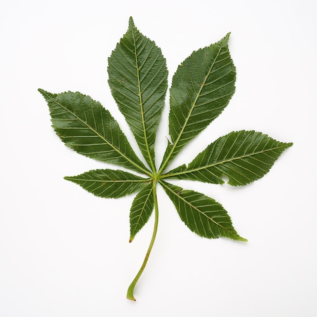 Foto hoja de castaño sobre fondo blanco las hojas son grandes 7 palmeadas frente a aesculus