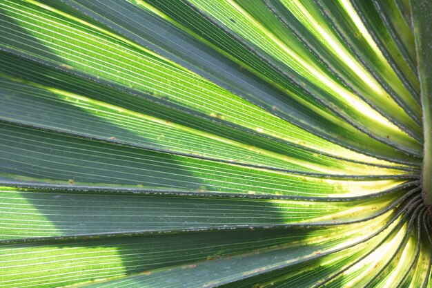 hoja de cerca