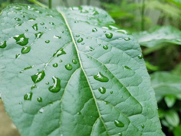 Foto hoja cerrada con gota de agua.