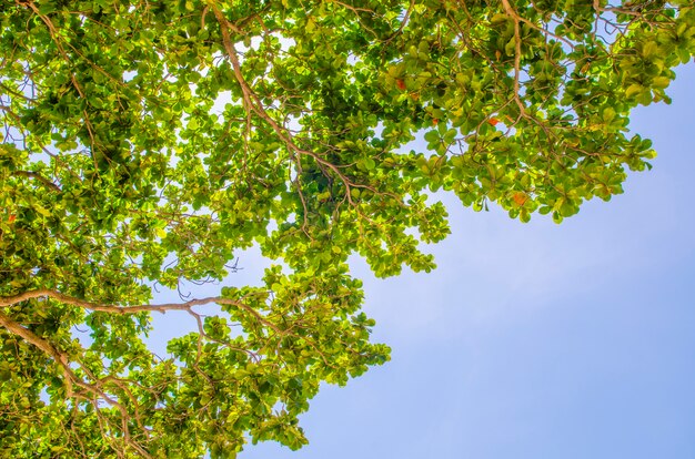 Hoja y cielo azul