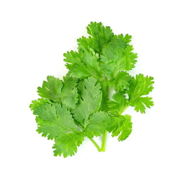 Foto hoja de cilantro o cilantro aislado sobre fondo blanco patrón de hojas verdes