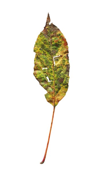 Hoja de ciruela otoñal Hoja de ciruela aislada sobre un fondo blanco