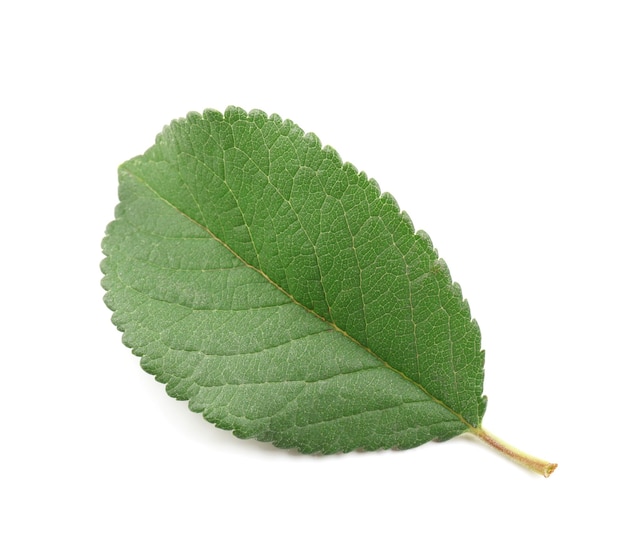 Hoja de ciruela verde aislada en blanco