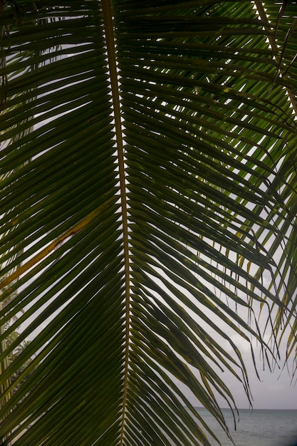 Hoja de coco, textura de hojas de cocotero