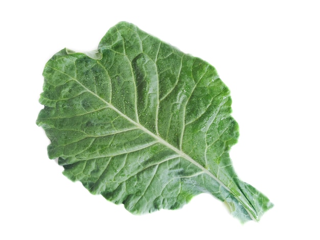 Hoja de col aislada.