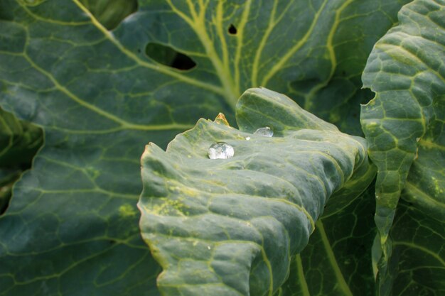 Una hoja de la col cultivada con gotas de agua en el jardín después de la lluvia.