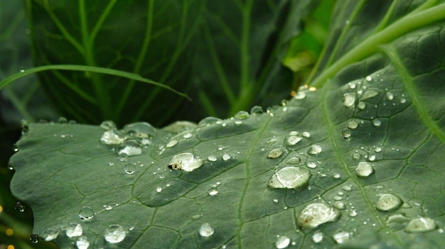 Hoja de col en gotas de rocío en el jardín