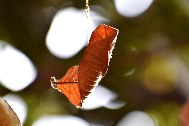 Foto hoja de color marrón colgando de una telaraña en otoño