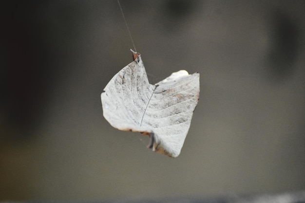 Hoja de color marrón colgando de una telaraña en otoño