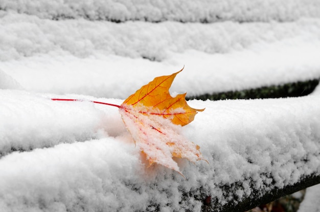 Una hoja de color naranja en la nieve en el banco del parque. Cierre la hoja de arce nevada en la temporada de invierno