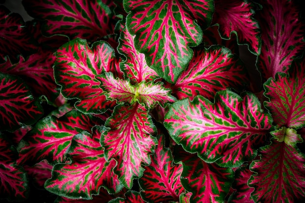 Hoja de color de la naturaleza para el fondo Hojas coloridas de otoño Diseño de fondo de Navidad