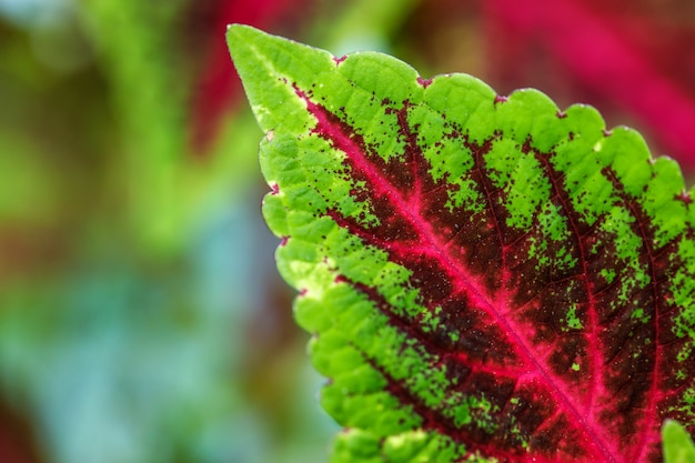 Hoja de color verde y rojo en el parque