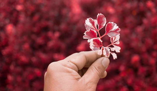 Hoja colorida con fondo de papel tapiz de naturaleza abstracta bokeh rojo