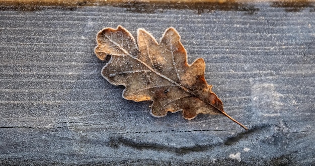 Hoja congelada cubierta de hielo