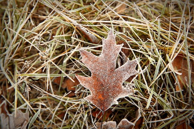 Hoja congelada sobre hierba de cerca Fondo natural