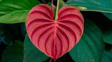 Foto hoja del corazón flor de bergenia foto de ia de primer plano imagen de fondo