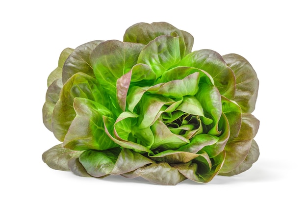 Una hoja de ensalada de lechuga aislada en blanco.