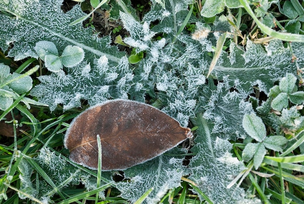 Una hoja con escarcha está cubierta de escarcha.